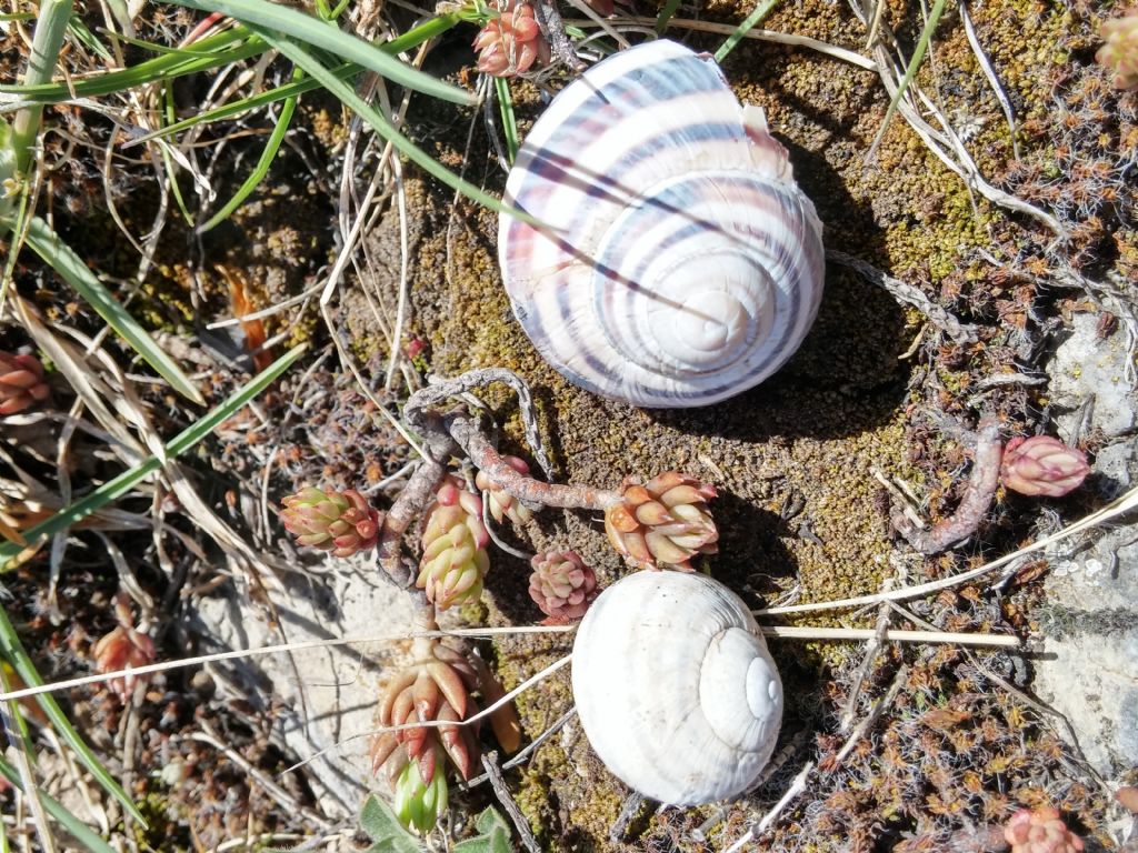 Chiocciole dal pollino